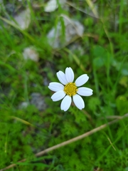 Anthemis chia