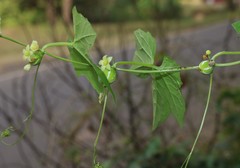 Diplocyclos palmatus