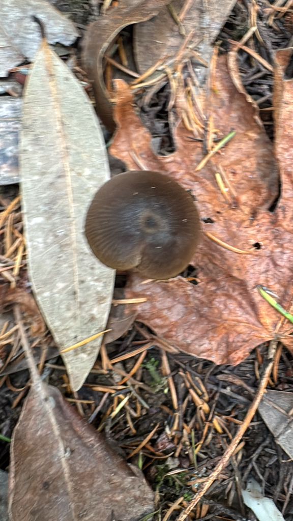 Nolanea · November 2025 · photo: © natureenthusiast_elle (iNaturalist, cc-by-nc)