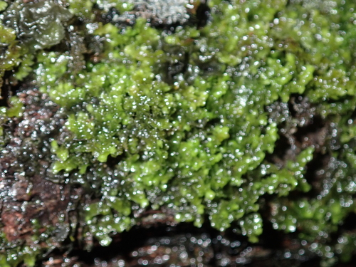 Frullania sandvicensis observed 2025-11-21