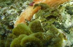 Lobophora variegata