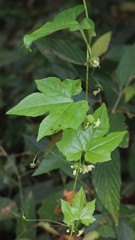 Diplocyclos palmatus