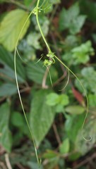 Diplocyclos palmatus