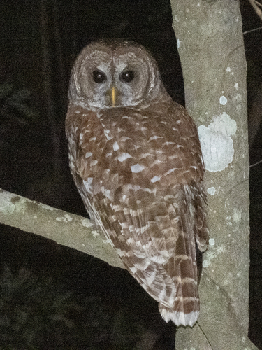 View observation of {o.common_name} on iNaturalist