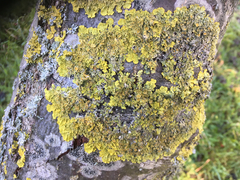 Xanthoria parietina