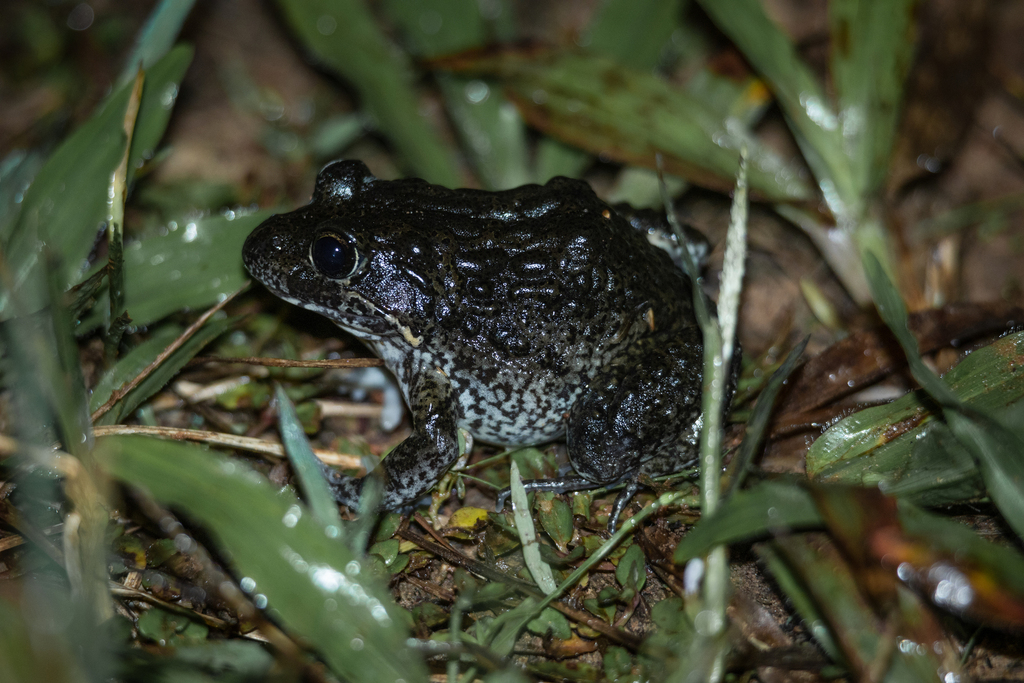 Marbled Frog (Limnodynastes convexiusculus)