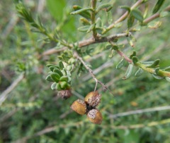 Fumana arabica