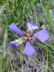 Iris unguicularis
