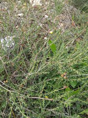 Fumana arabica