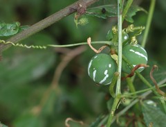 Diplocyclos palmatus