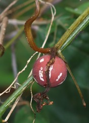 Diplocyclos palmatus
