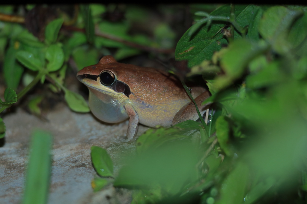 Black-striped Treefrog (Litoria nigrofrenata)