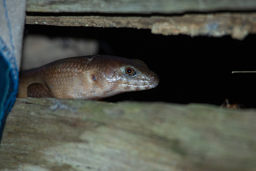 Eugongylus rufescens observed 2025-11-15