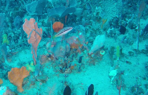 Forktail wrasse (Suezichthys bifurcatus) — Labridae — 4