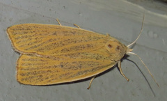 Palpidia pallidior