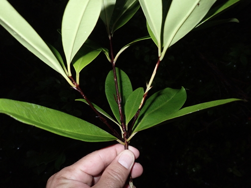 Eugenia brasiliensis observed 2025-11-21