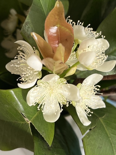 Eugenia brasiliensis
