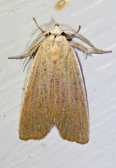 Palpidia pallidior