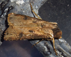 Agrotis malefida