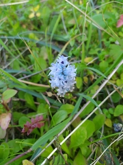 Bellevalia hyacinthoides