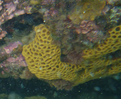 Holopsamma laminaefavosa