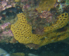 Holopsamma laminaefavosa