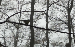 Parus major