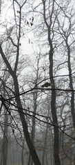 Parus major
