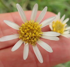 Afroaster pleiocephalus
