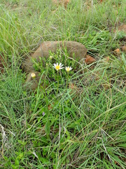 Afroaster pleiocephalus