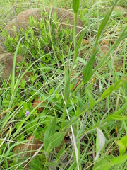 Afroaster pleiocephalus