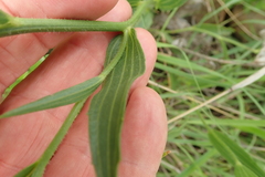 Afroaster pleiocephalus