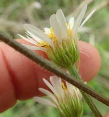 Afroaster pleiocephalus