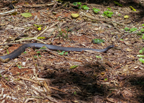 Red-bellied Black Snake sighting