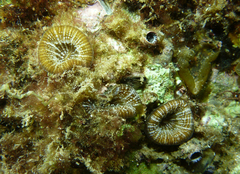 Homophyllia australis