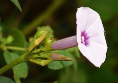 Ipomoea sagittifolia