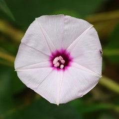Ipomoea sagittifolia