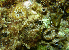 Homophyllia australis