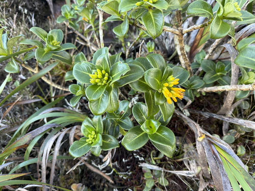 Geniostoma pumilum observed 2025-11-26