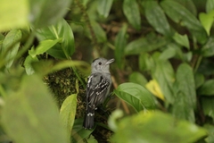 Thamnophilus atrinucha gorgonae