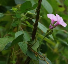Ipomoea sagittifolia