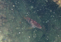 Hypoplectrodes nigroruber