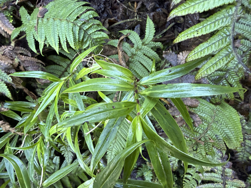 Kadua elatior observed 2025-11-27