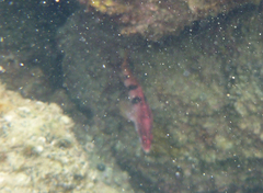 Hypoplectrodes nigroruber