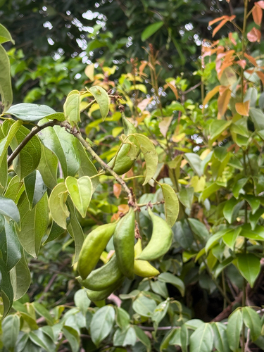 Connarus monocarpus observed 2025-11-25