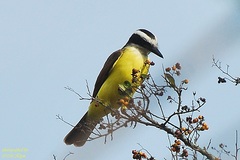 Pitangus sulphuratus