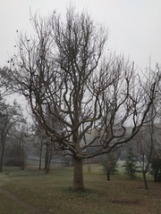 Quercus