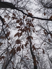 Quercus