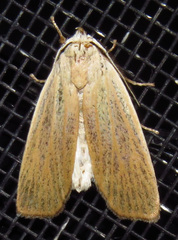 Palpidia pallidior