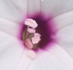 Ipomoea sagittifolia